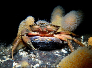 Mating crabs - Romantic dance, the male carries the femal... by Athanassios Lazarides 